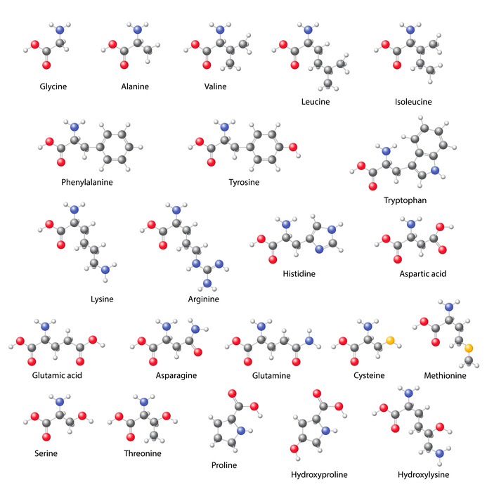 Amino acids - main structural chemical formulas